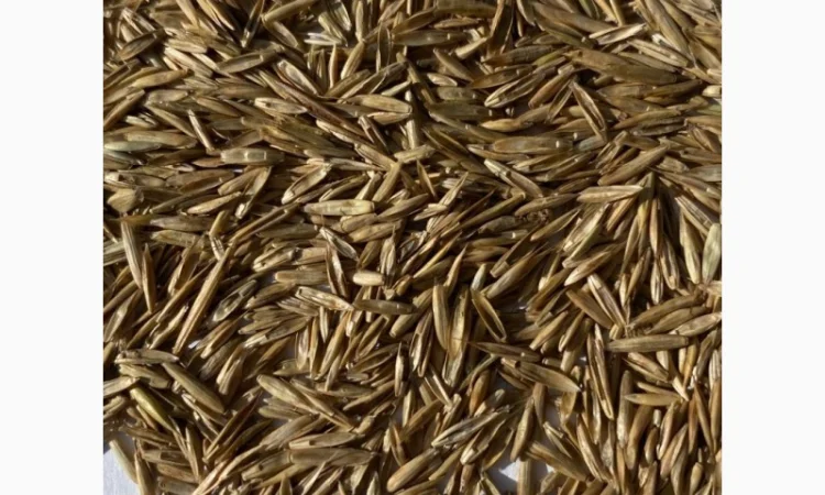 Продам Газон Універсальний - фото № 1