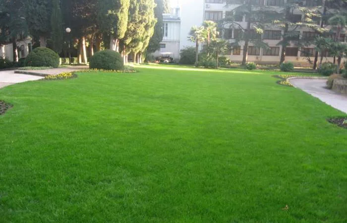 Мятлик луговой - фото № 1