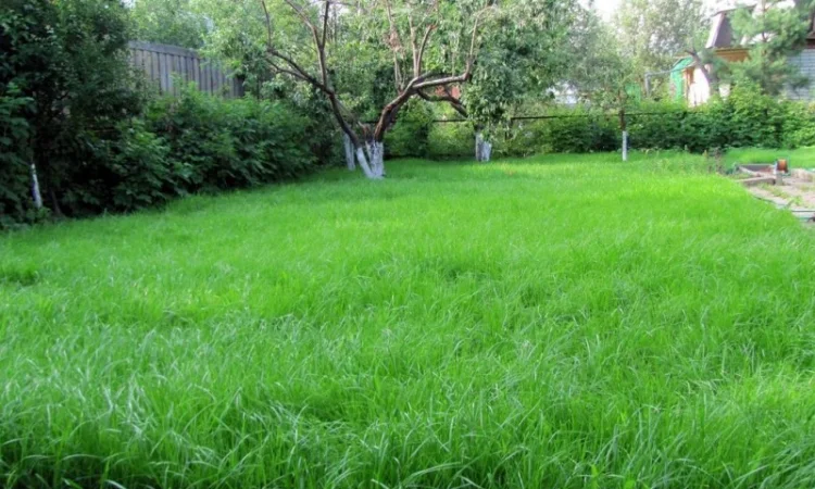 Cyміші Haсіння трав газонних - фото № 1