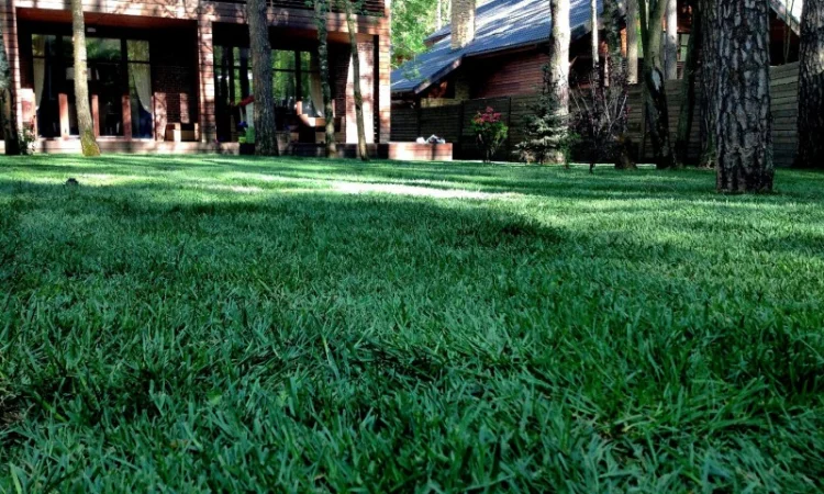 Суміші газонних трав в асортименті. Ціна залежить від суміші - фото № 1