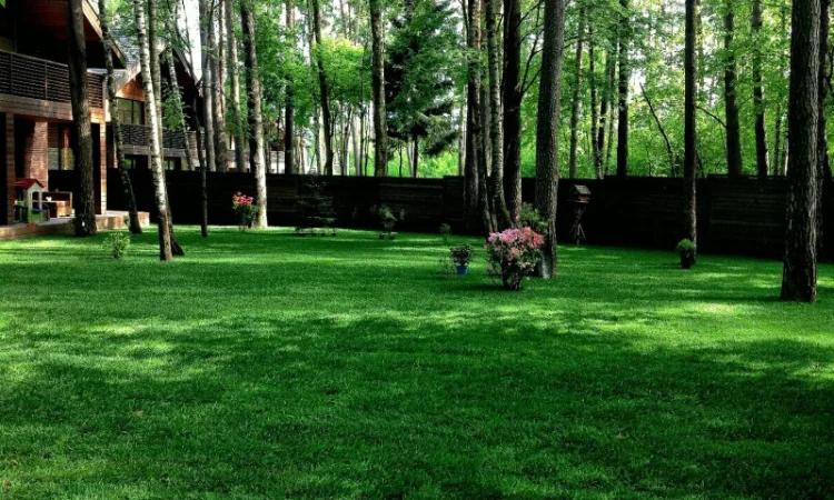 Суміші газонні. Різні ціни (залежно від виду)!!! Ідеальний вибіp - фото № 1