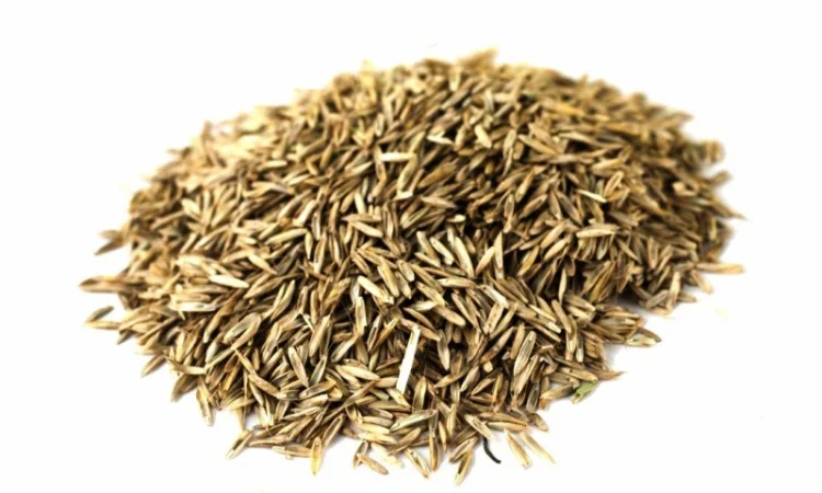 Райграс газонний сорт Оріон від 1 кг - фото № 1