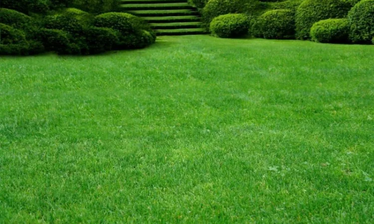 Предлагаем продажу с доставкой и разгрузкой и укладкой качественный Рулонный газон " - фото № 3