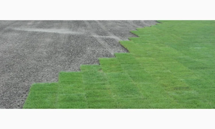 Предлагаем продажу с доставкой и разгрузкой и укладкой качественный Рулонный газон " - фото № 5