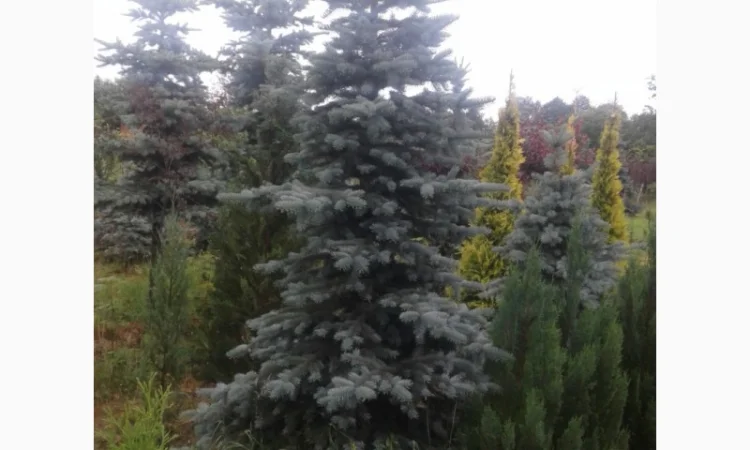 Продам голубі ялинки - фото № 1