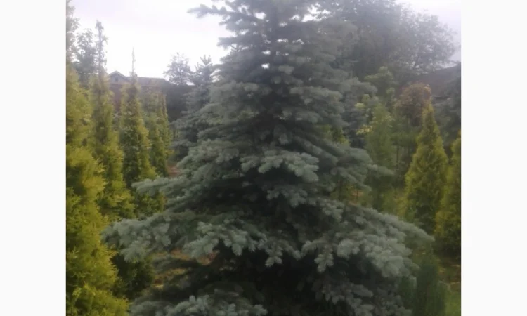 Продам голубі ялинки - фото № 2