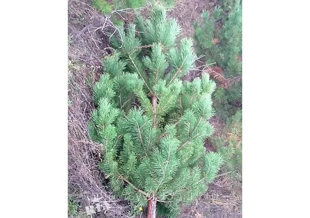 Продам новорічні сосни.Живые пушистые новогодние сосны - фото № 6