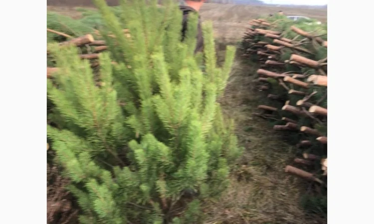 Продам новорічні сосни.Живые пушистые новогодние сосны - фото № 4