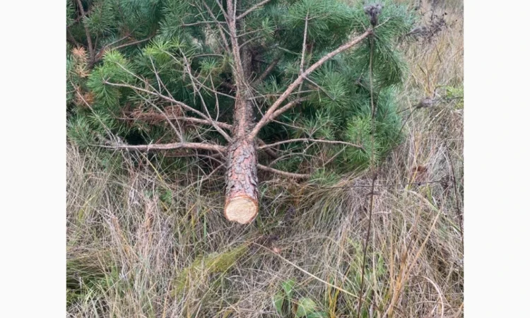 Продаются живые пушистые новогодние сосны - фото № 7