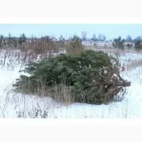 Продам новогодние сосны.Живые пушистые новогодние сосны - фото № 9
