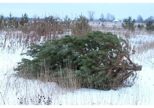 Продам новорічні сосни.Живые пушистые новогодние сосны - фото № 1