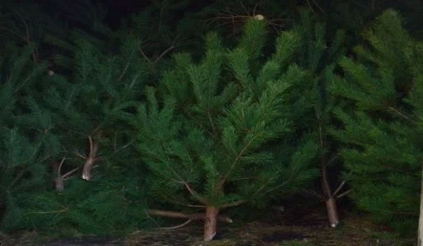 Продам новорічні сосни.Живые пушистые новогодние сосны - фото № 5