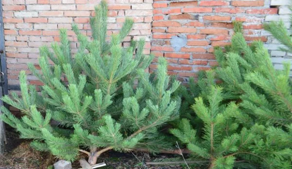 Продам новорічні сосни.Живые пушистые новогодние сосны - фото № 7