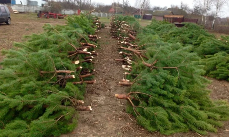 Продам новорічні сосни.Живые пушистые новогодние сосны - фото № 8