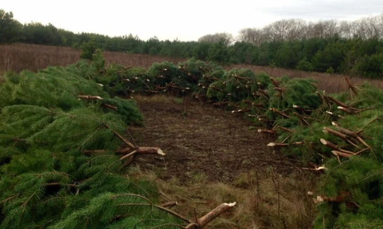 Продам новорічні сосни.Живые пушистые новогодние сосны - фото № 9