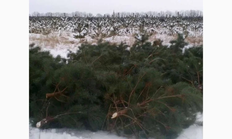 Продам новорічні сосни.Живые пушистые новогодние сосны - фото № 2