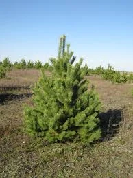 Елка сосна новогодняя, купить сосну оптом можно у нас.новорічні ялинки і сосни - фото № 1