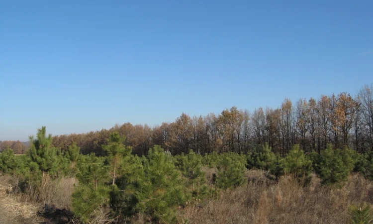 Елка сосна новогодняя, купить сосну оптом можно у нас.новорічні ялинки і сосни - фото № 2