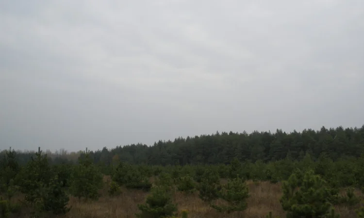 Новогодние елки сосна – большой выбор - фото № 3