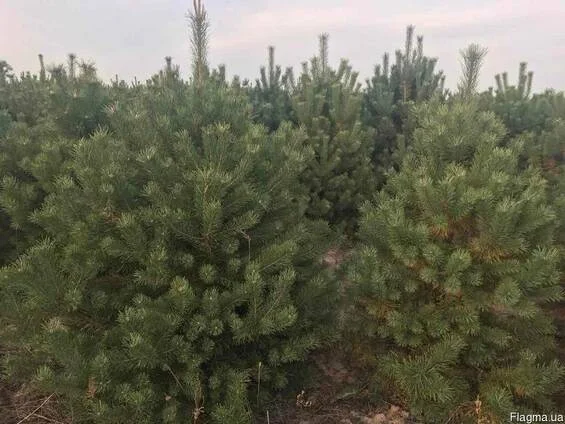 Елка сосна новогодняя, купить сосну оптом можно у нас.новорічні ялинки і сосни - фото № 4