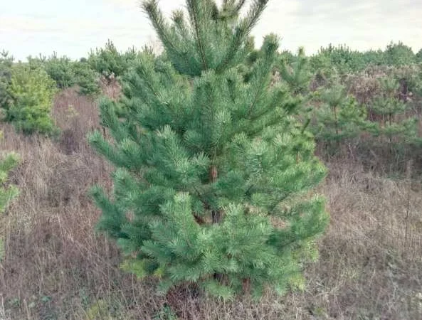 Елка сосна новогодняя, купить сосну оптом можно у нас.новорічні ялинки і сосни - фото № 5