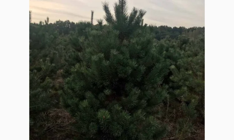 Елка сосна новогодняя, купить сосну оптом можно у нас.новорічні ялинки і сосни - фото № 6