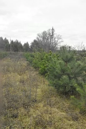 Сосна ялинка сосны ёлки оптом - фото № 3