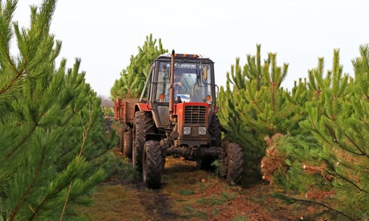 Сосна ялинка сосны ёлки оптом - фото № 4