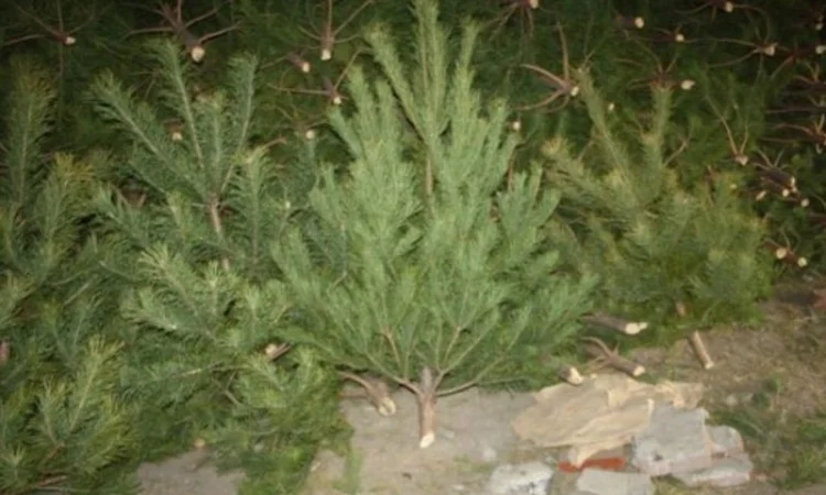 Сосна новогодняя Оптом Ялинка новорічна Новогодние Сосны Елки Сосна живая Сосна Оптом - фото № 2