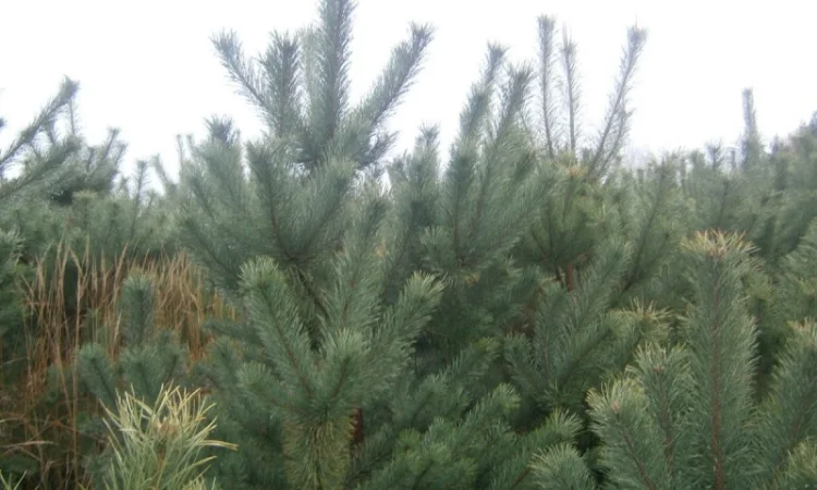 Сосна новогодняя Оптом Ялинка новорічна Новогодние Сосны Елки Сосна живая Сосна Оптом - фото № 4