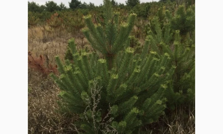 Сосна новогодняя Оптом Ялинка новорічна Новогодние Сосны Елки Сосна живая Сосна Оптом - фото № 6