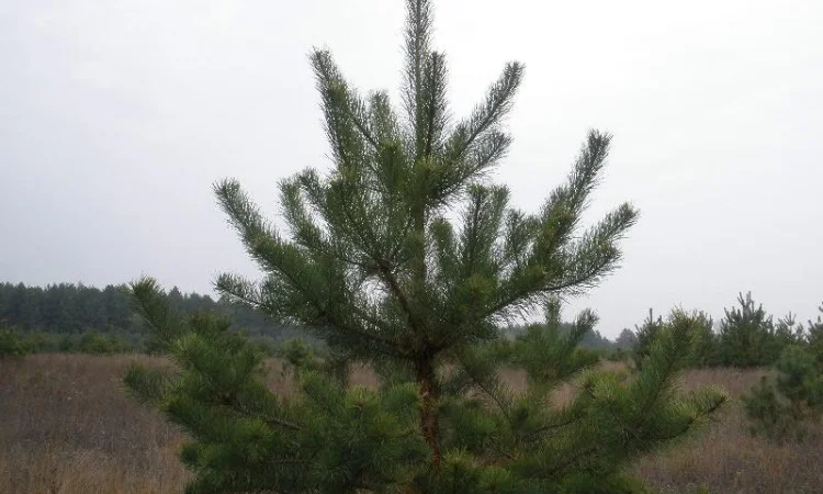 Сосна новогодняя Ялинка новорічна Новогодние сосны Елки Сосна живая Сосна Оптом - фото № 4