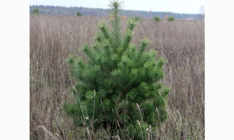 Сосна новогодняя Ялинка новорічна Новогодние сосны Елки Сосна живая Сосна Оптом - фото № 1