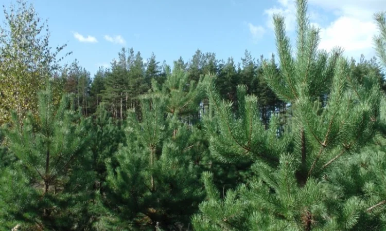 Сосна новогодняя Ялинка новорічна Новогодние сосны Елки Сосна живая Сосна Оптом - фото № 6