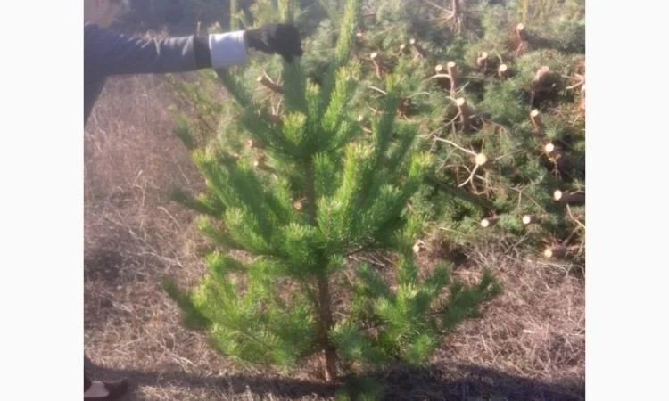 Новогодние сосны елки ялинки новорічні від виробника сосна ялинка оптом от производителя - фото № 1