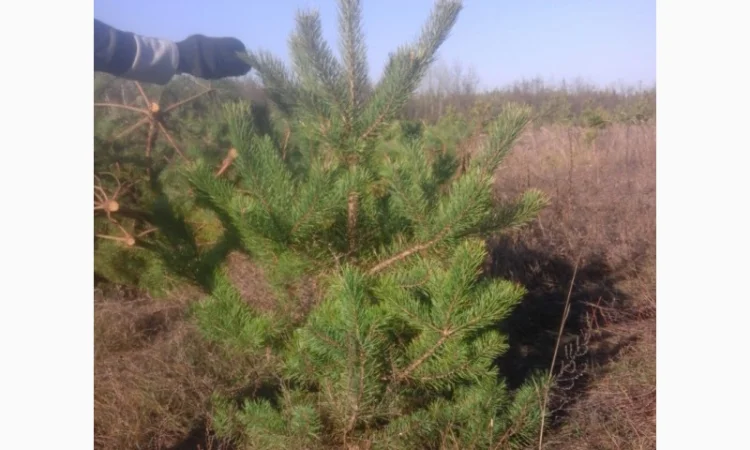 Новогодние сосны елки ялинки новорічні від виробника сосна ялинка оптом от производителя - фото № 10