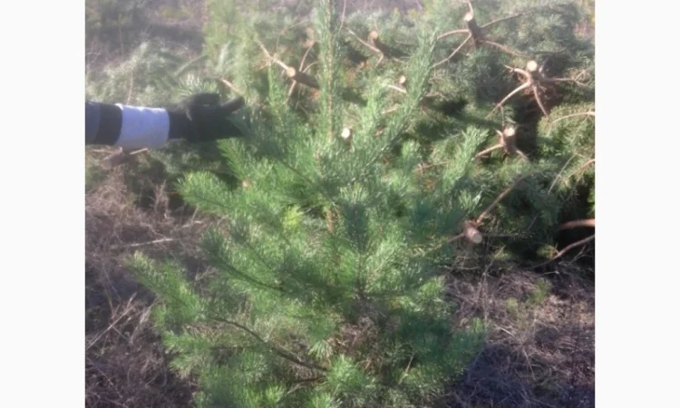 Новогодние сосны елки ялинки новорічні від виробника сосна ялинка оптом от производителя - фото № 11