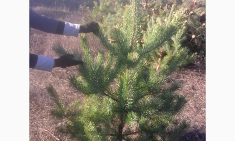 Новогодние сосны елки ялинки новорічні від виробника сосна ялинка оптом от производителя - фото № 3