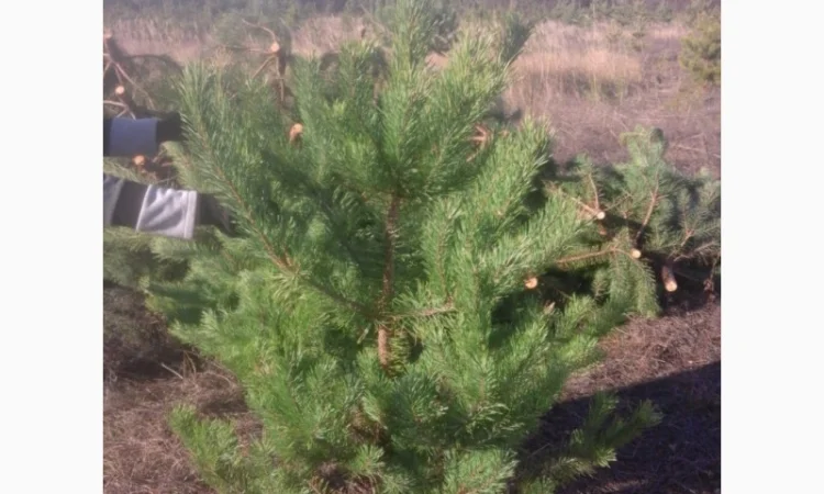 Новогодние сосны елки ялинки новорічні від виробника сосна ялинка оптом от производителя - фото № 4