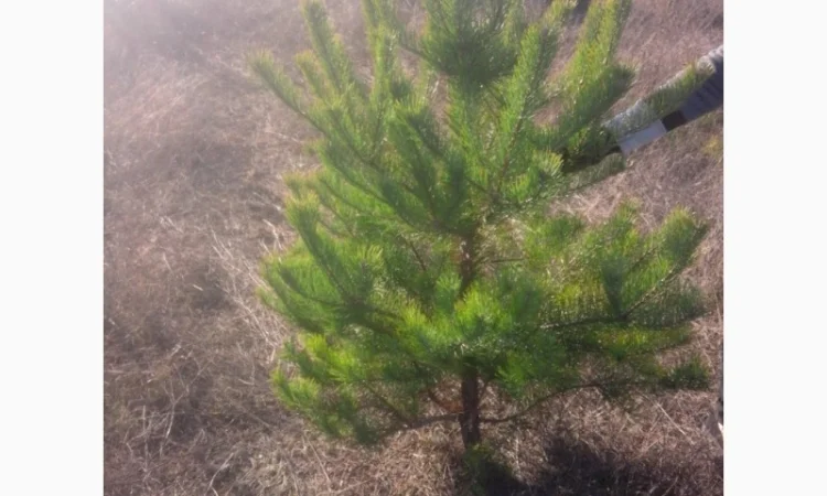 Новогодние сосны елки ялинки новорічні від виробника сосна ялинка оптом от производителя - фото № 7