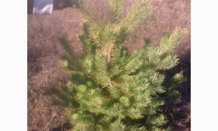 Новогодние сосны елки ялинки новорічні від виробника сосна ялинка оптом от производителя - фото № 8