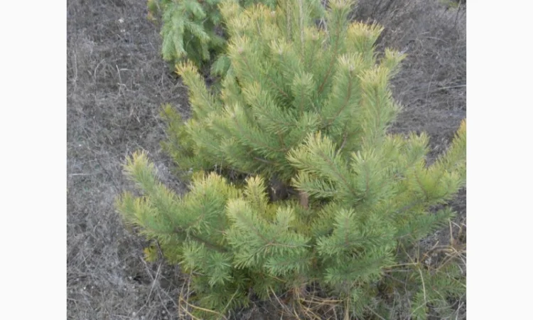 ЦЕНА РЕАЛЬНАЯ!!!Від Фермера Сосна новогодняя Ялинка новорічна Новогодние сосны Елки - фото № 17