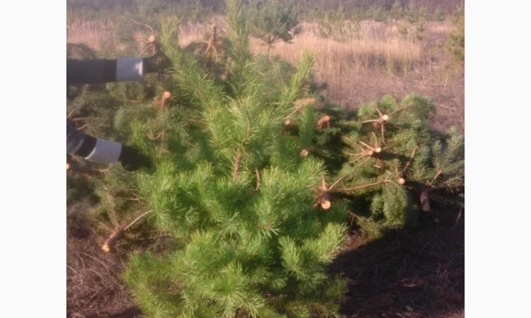 ЦЕНА РЕАЛЬНАЯ!!!Від Фермера Сосна новогодняя Ялинка новорічна Новогодние сосны Елки - фото № 10