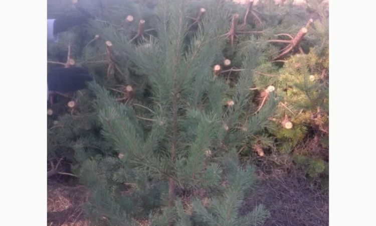 ЦЕНА РЕАЛЬНАЯ!!!Від Фермера Сосна новогодняя Ялинка новорічна Новогодние сосны Елки - фото № 9