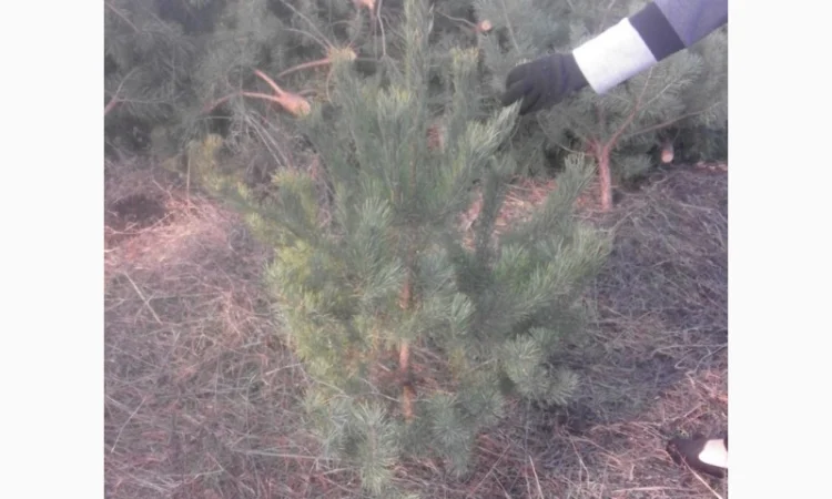 ЦЕНА РЕАЛЬНАЯ!!!Від Фермера Сосна новогодняя Ялинка новорічна Новогодние сосны Елки - фото № 6