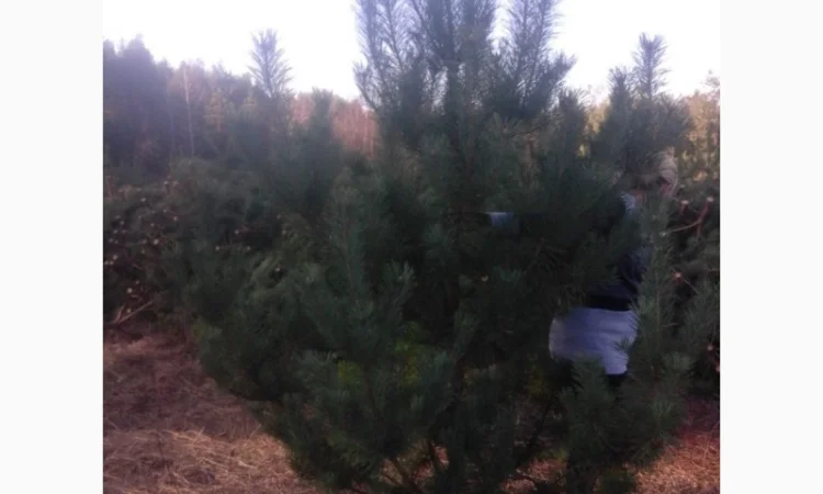 ЦЕНА РЕАЛЬНАЯ!!!Від Фермера Сосна новогодняя Ялинка новорічна Новогодние сосны Елки - фото № 5