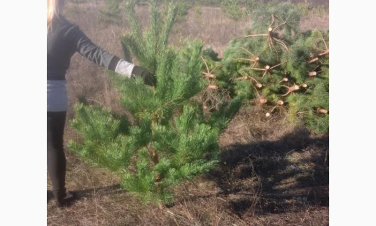 ЦЕНА РЕАЛЬНАЯ!!!Від Фермера Сосна новогодняя Ялинка новорічна Новогодние сосны Елки - фото № 4