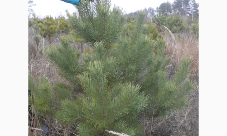 ЦЕНА РЕАЛЬНАЯ!!!Від Фермера Сосна новогодняя Ялинка новорічна Новогодние сосны Елки - фото № 16