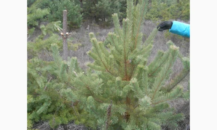 ЦЕНА РЕАЛЬНАЯ!!!Від Фермера Сосна новогодняя Ялинка новорічна Новогодние сосны Елки - фото № 1