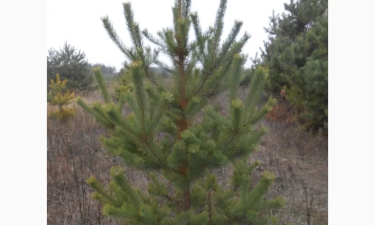 ЦЕНА РЕАЛЬНАЯ!!!Від Фермера Сосна новогодняя Ялинка новорічна Новогодние сосны Елки - фото № 15